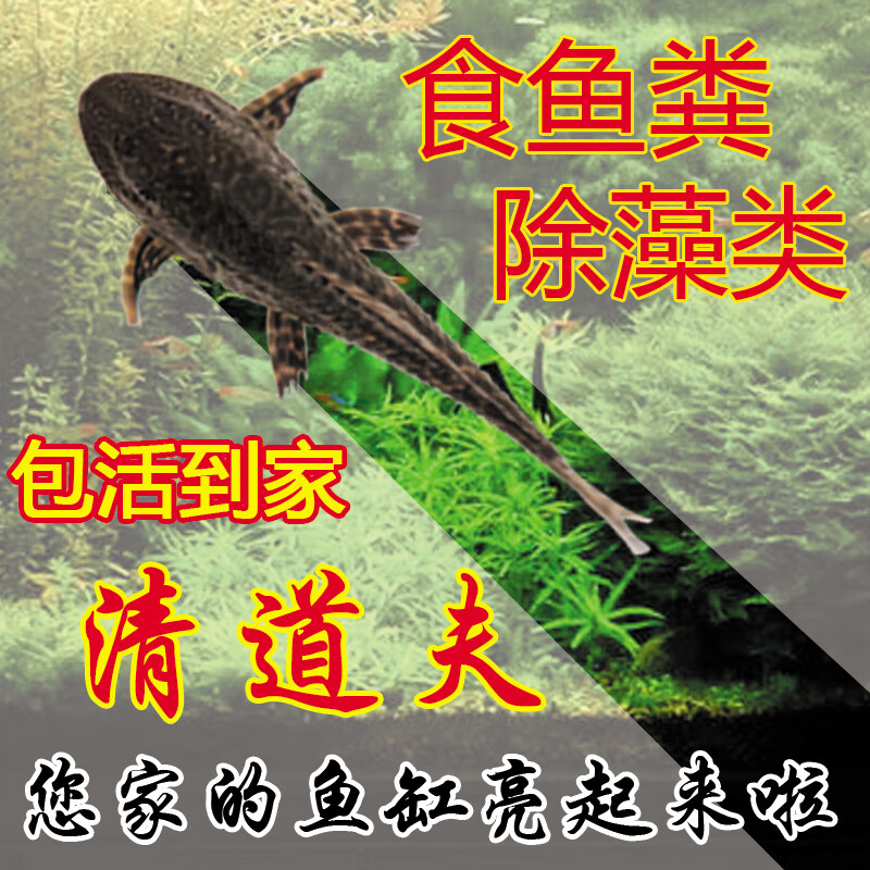 荣郁清道夫活体淡水冷水鱼鱼缸清洁鱼专吃鱼屎藻类垃圾残余饲料