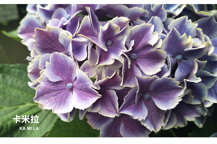 万华镜纱织小姐惠子摇摆乐太阳神殿卡米拉艾薇塔大花绣球八仙花艾薇塔