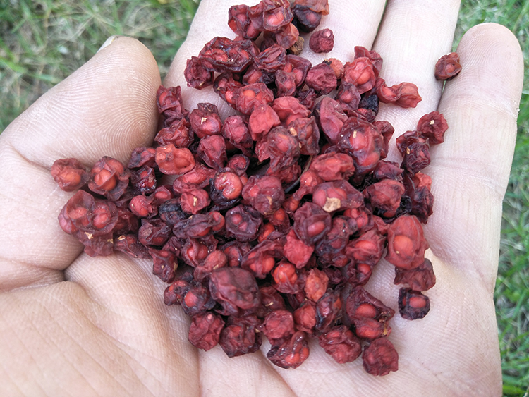 东北长白山北五味子新鲜茶五味子油籽250g大颗粒泡酒