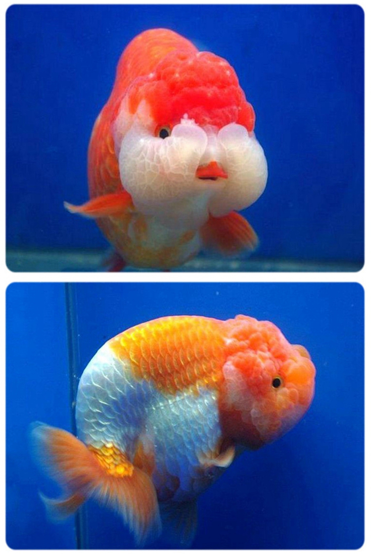 赛级娃娃脸兰寿金鱼活鱼精品观赏鱼冷淡水族宠物兰寿奶牛活体 6-7cm