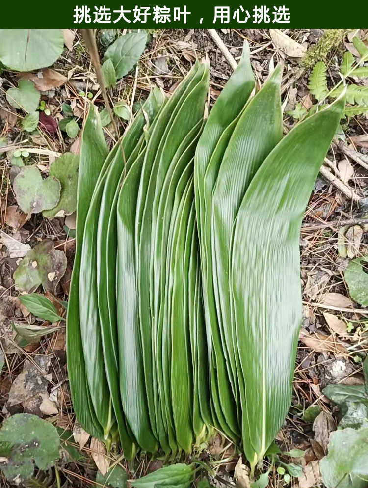 粽叶新鲜现摘粽叶粽子叶粽粑叶箬叶野生大粽叶真空鲜粽叶子包粽子特大