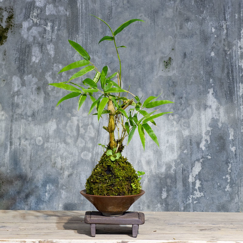 金丝佛肚竹矮化罗汉竹观赏苔藓球佛竹罗汉竹密节竹大肚竹葫芦竹 两年