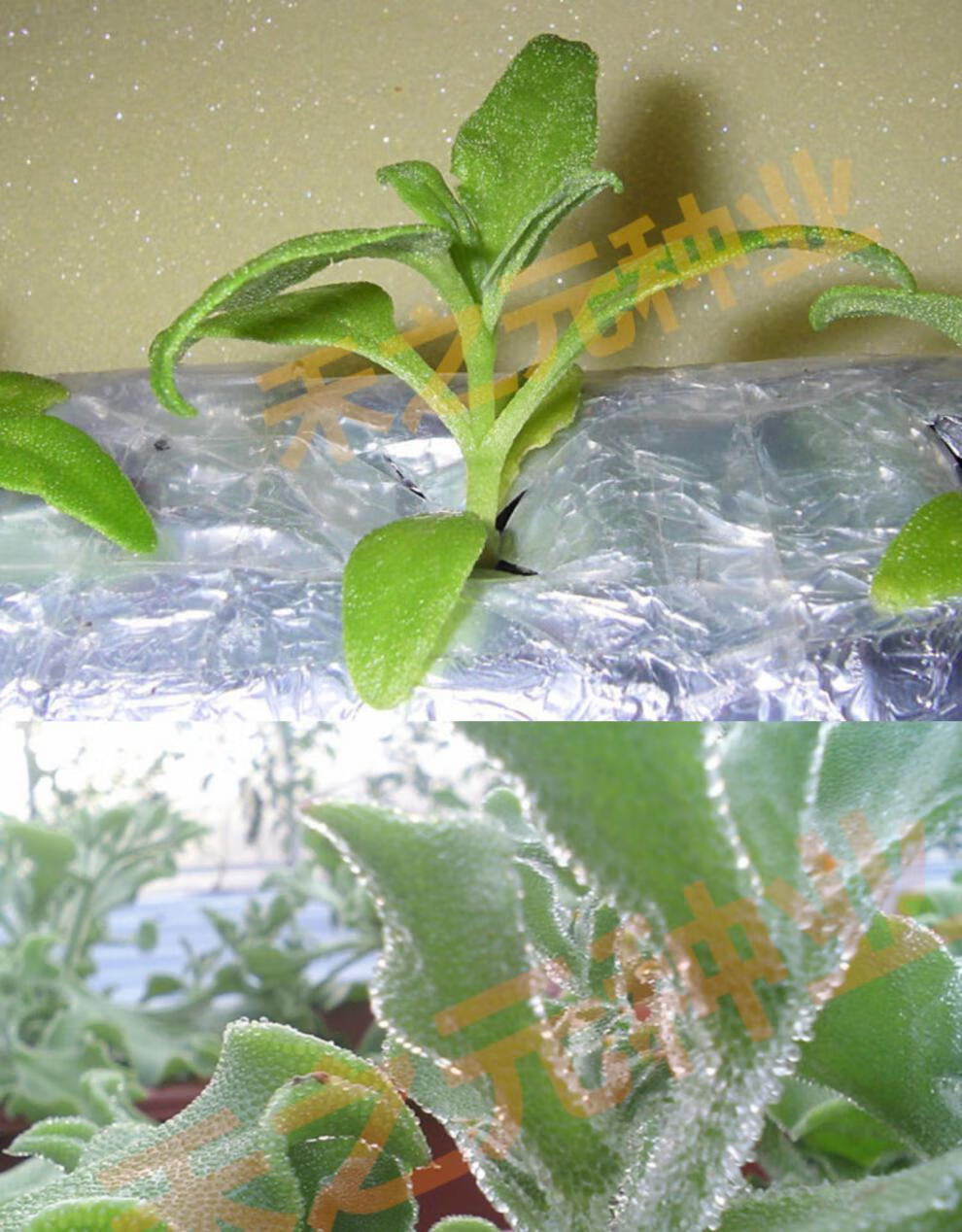 冰菜种子秋盆栽蔬菜种籽种冰草苗四季秋冬季菜种籽大全野菜种孑 冰菜