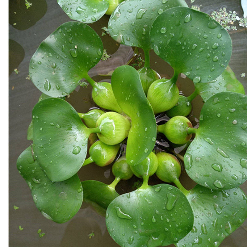 水葫芦的结构组成图图片