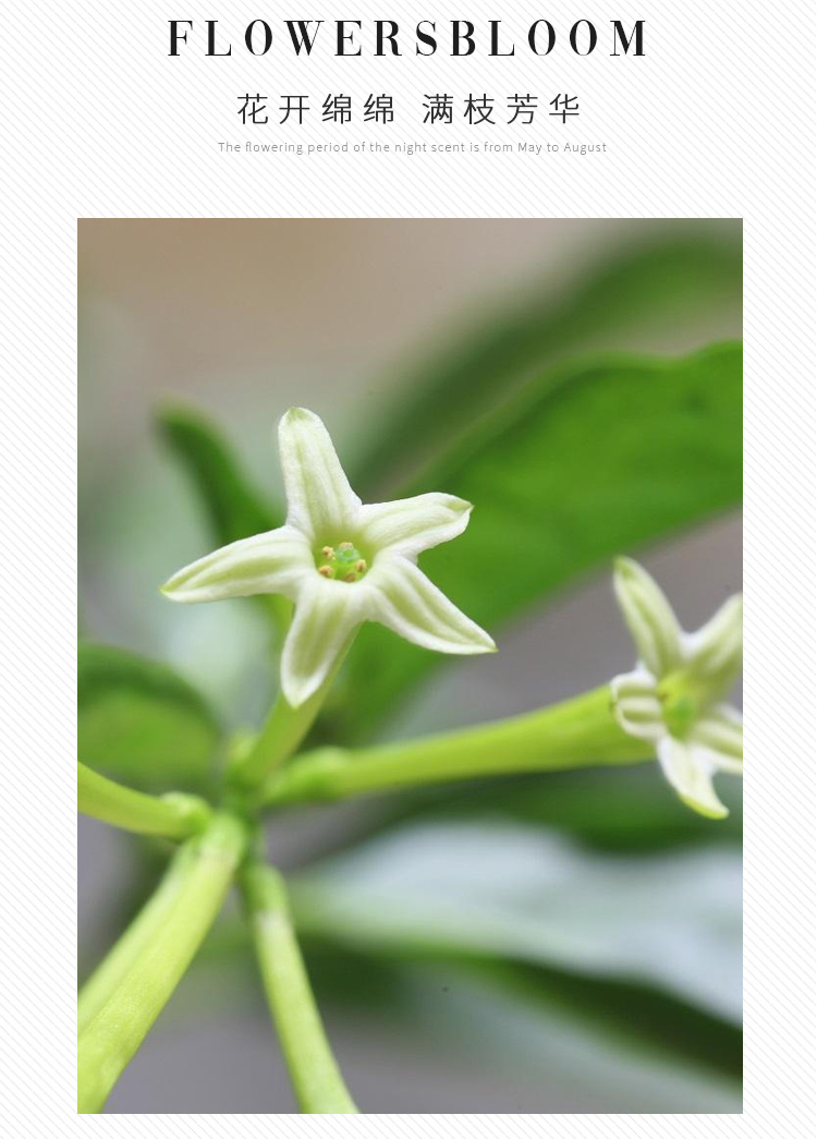夜来香花树苗驱蚊草盆栽四季室内防蚊虫浓香花卉植物花籽花种好养