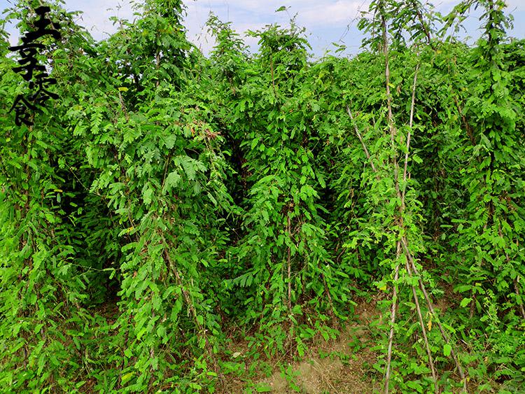 广西新鲜鸡骨草野生叶子草叶益肝500g泡茶相思叶鸡骨 草茶【图片 价格