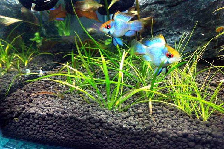 不二臣金波子宝蓝球荷兰凤凰球鱼阿凡达小型短鲷观赏鱼热带鱼 1.