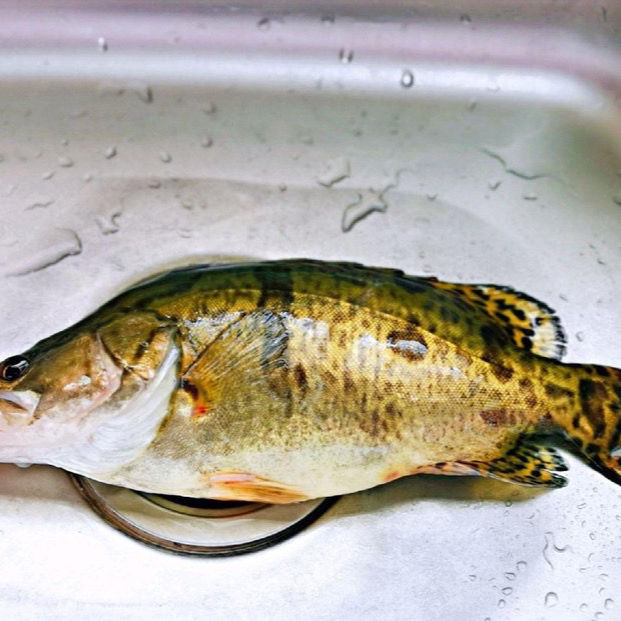 千岛湖正宗大鳜鱼鲜活活鱼波纹鳜淡水鱼新鲜季花鱼现杀发货25斤