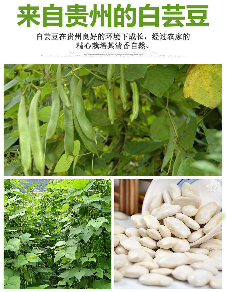 20年贵州特产白芸豆3斤大白腰豆白豆五谷杂粮扁腰豆生白豆子 豆生白