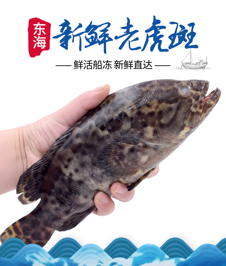 静境 舟山新鲜老虎斑 1斤1条 现捕石斑鱼 冷冻黑石斑【图片 价格 品牌