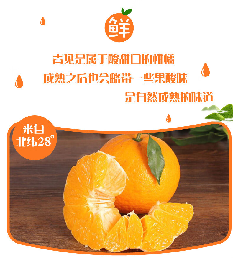 现摘现发四川青见柑橘新鲜橘子当季新鲜水果青见果冻橙精选一级果臻选