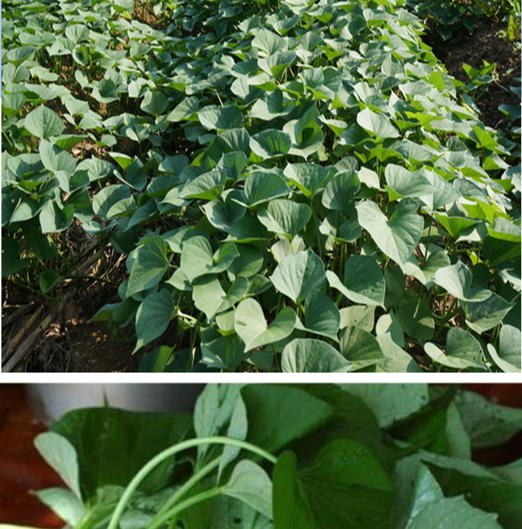 东北地瓜梗干红薯梗当季新货干地瓜秧农产品特产干货500克红薯藤 0克