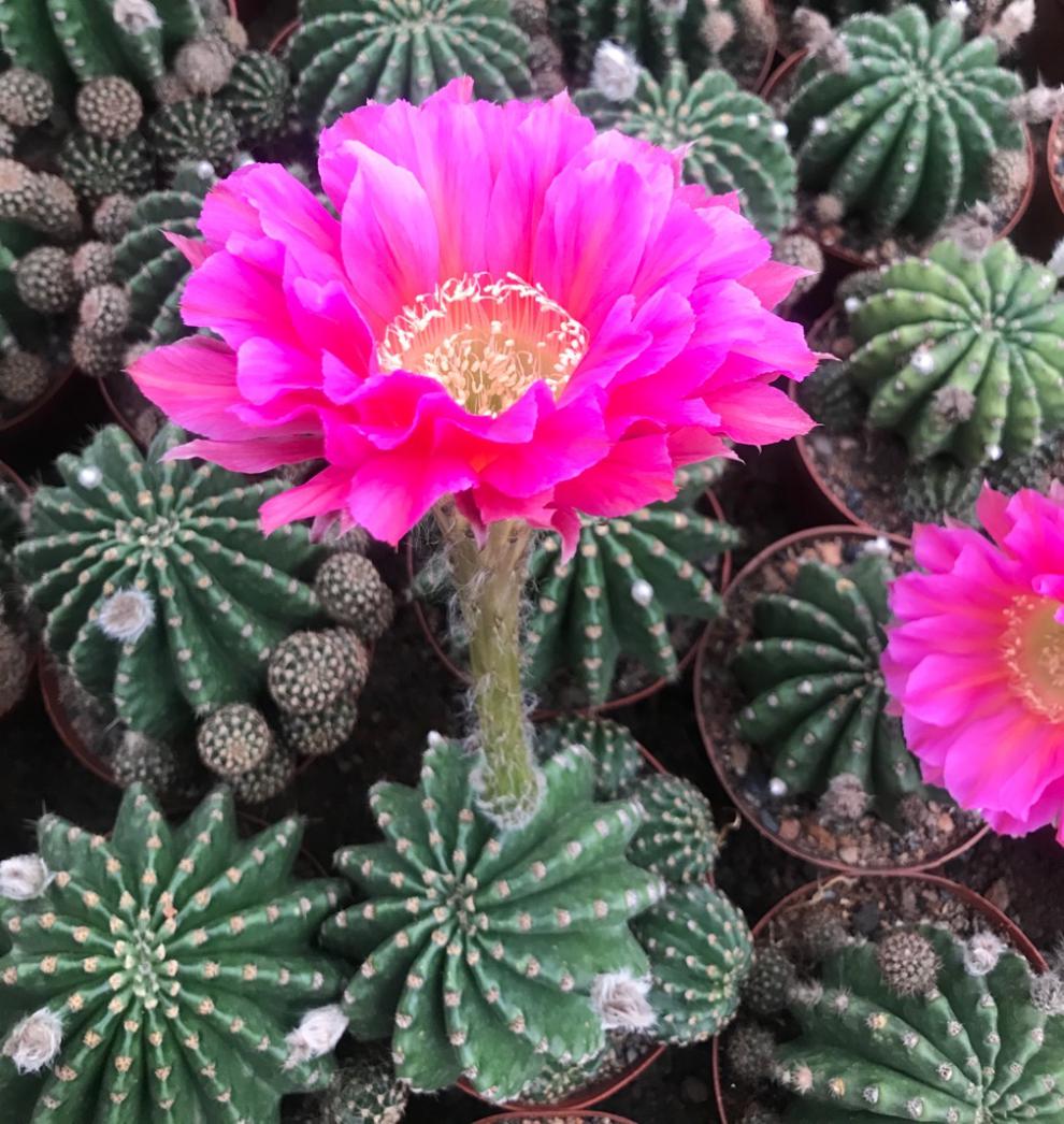 超大黑金刚仙人球易养室内阳台含盆带土栽好 金刚锦16-17高 带盆栽好