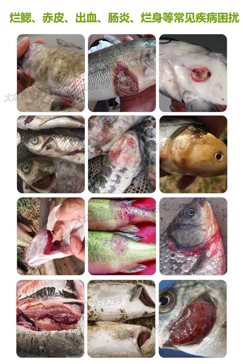 乌头黑背康草鱼四大家鱼出血烂鳃肠炎肝胆综合症高浓度药鱼药200ml30