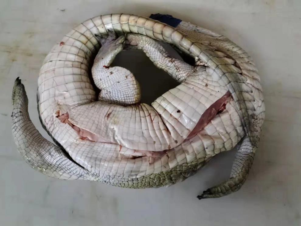 鳄鱼生鲜肉冷冻 新鲜鳄鱼 整只去内脏 现杀鳄鱼 人工养殖鳄鱼 新鲜