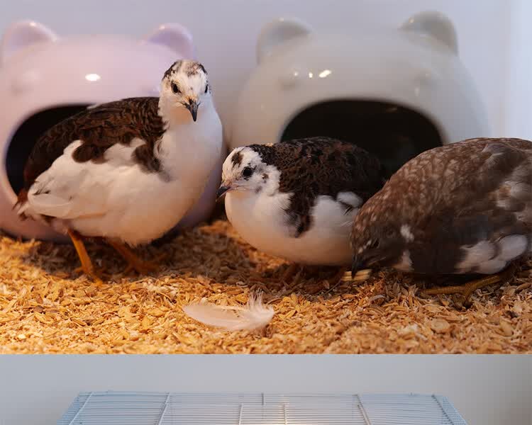 卢丁鸡活体全色系颜色变异鹌鹑宠物活苗观赏鸡活物下蛋鸟种蛋芦丁鸡一