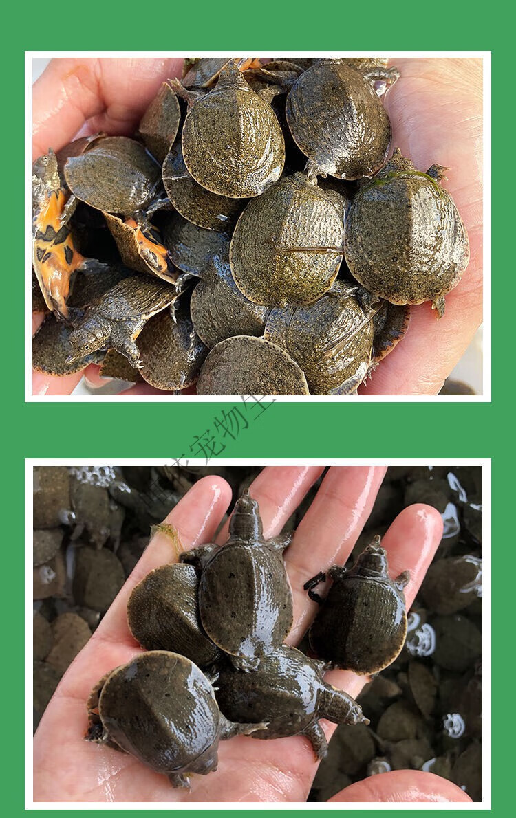 小甲鱼苗活体外塘养殖甲鱼团鱼水鱼王八苗中华鳖苗包活养殖地直发 12