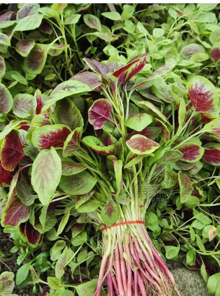 苋菜种子大全种籽青苋菜红花圆叶苋菜四季野菜籽春秋冬季种孑农家50克