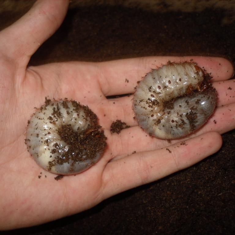 独角仙 甲虫宠物中华大扁锹甲成虫昆虫活体独角仙幼虫套餐毛象大兜虫