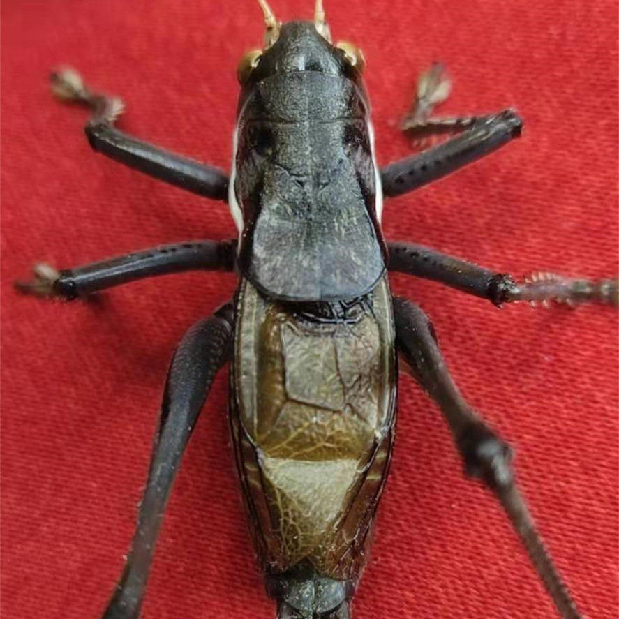 【顺丰活体】采缇 蝈蝈活鸣虫平谷蝈蝈冬蝈蝈蚡房新脱蝈蝈山青大号