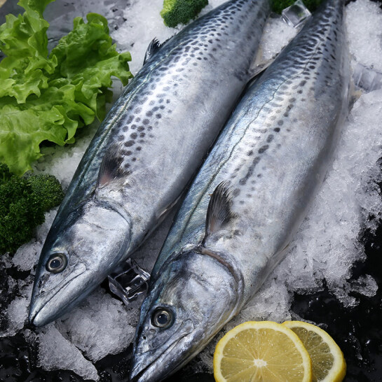 鲅鱼新鲜鲜活鲜大鲅鱼冷冻马鲛鱼海鱼新鲜海鲜鱼深海鱼3斤装1斤一条