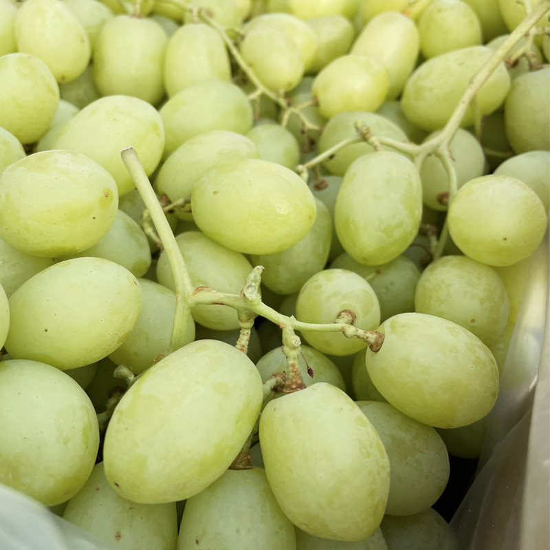 新鲜青提无籽葡萄甜地球秋天酥脆甜多汁新鲜孕妇水果4斤分享装