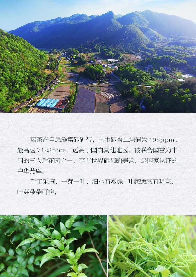 恩施土家富硒藤茶正宗特级来凤野生湖北白莓茶黄酮芽尖龙须茶唐崖藤茶