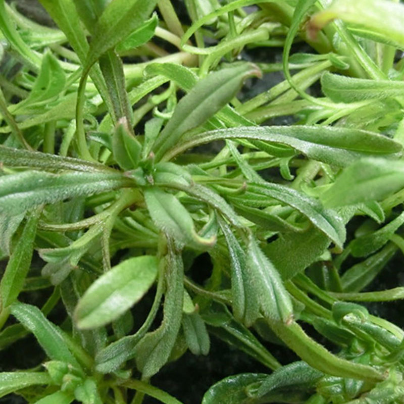 春光岛面条菜时令羊蹄棵新鲜现挖山东特产带箱五斤装顺丰 2500g【图片