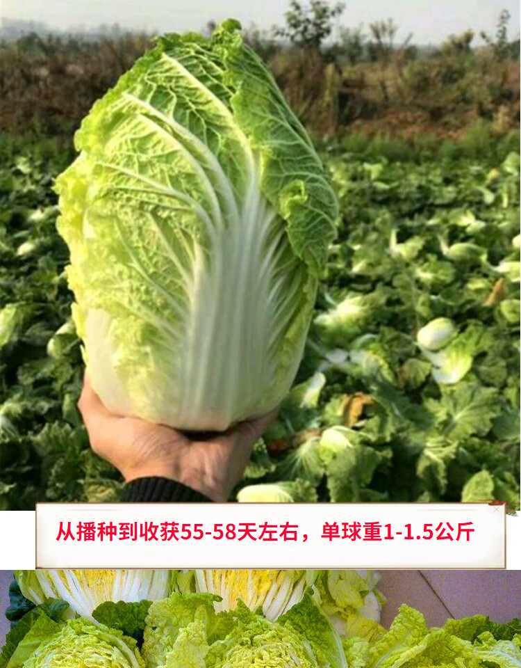 白菜种子黄心小白菜种籽中棵白菜包心菜卷心菜秋季四季蔬菜申萌中棵菜