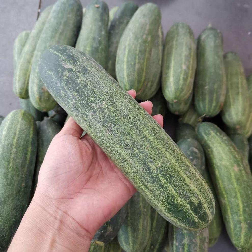 农家自种新鲜黄瓜青瓜土黄瓜吊瓜老黄瓜露天种植3斤老黄瓜纸箱装