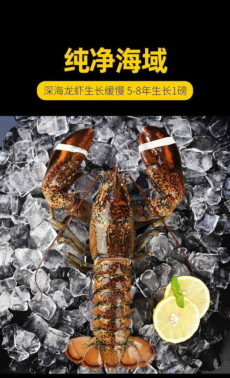 禧客鲜 龙虾鲜活大龙虾波士顿小龙虾澳龙波龙鲜活海鲜特大水产波斯顿