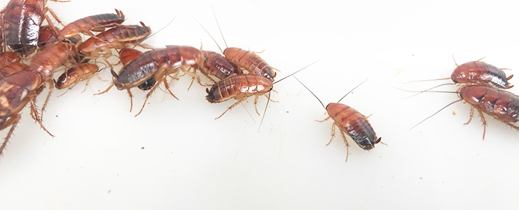 樱桃蟑螂活体饲料樱桃红蟑螂幼体活虫爬宠爬虫鸣虫食物守宫金龙鱼 0.