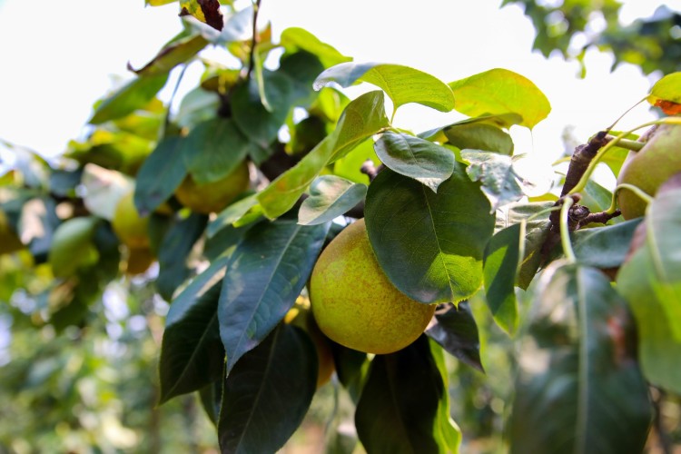 苏州树山翠冠梨现货树山梨翠冠梨树山脆冠梨丰水梨子新鲜8斤