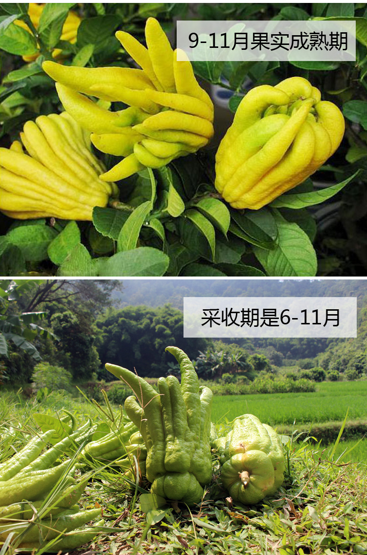 柑佛手果新鲜食用金佛手果 老香黄零食拂手果【图片 价格 品牌 报价】