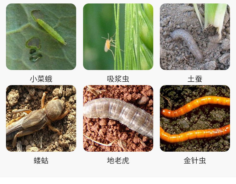 高效氯氟氰菊酯果树蔬菜农药杀虫剂菜青虫地下害虫蚜虫食心虫农药300