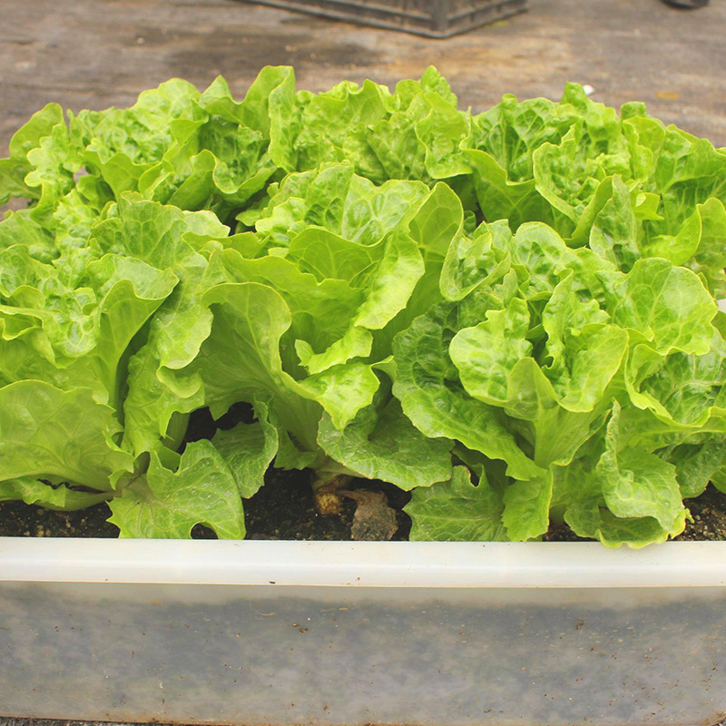 语辰彤蔬菜种子四季播香港软尾生菜结球生菜奶油生菜味清香抗病耐寒