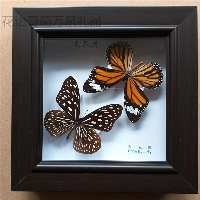 昆虫标本展示盒蝴蝶标本原蝶相i框摆件昆虫展示盒植物树叶挂画册生物