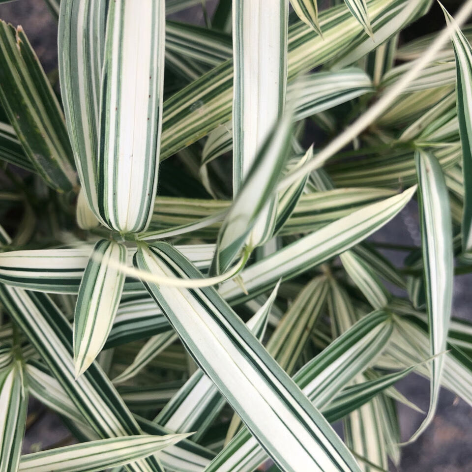 熊猫竹 菲白竹桌面绿植盆栽迷你竹子桌面微型盆景室内净化空气绿植