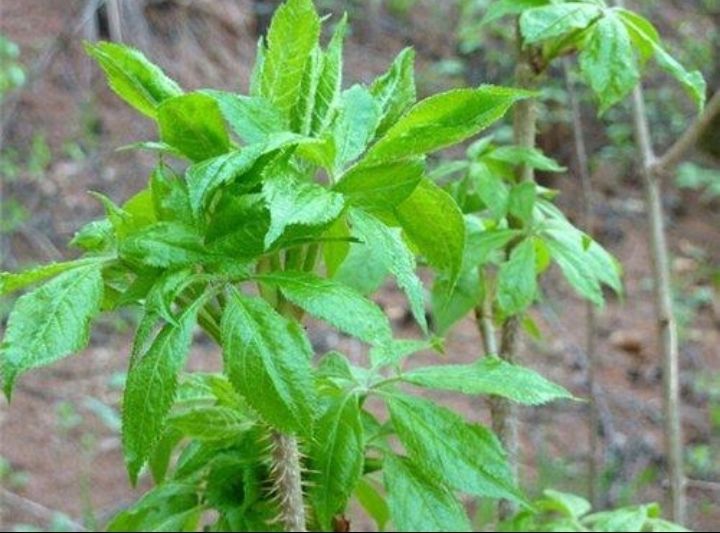 宓蝶*【年货节预热】东北特产新鲜刺五加叶子山野菜水焯速冻(无水净重