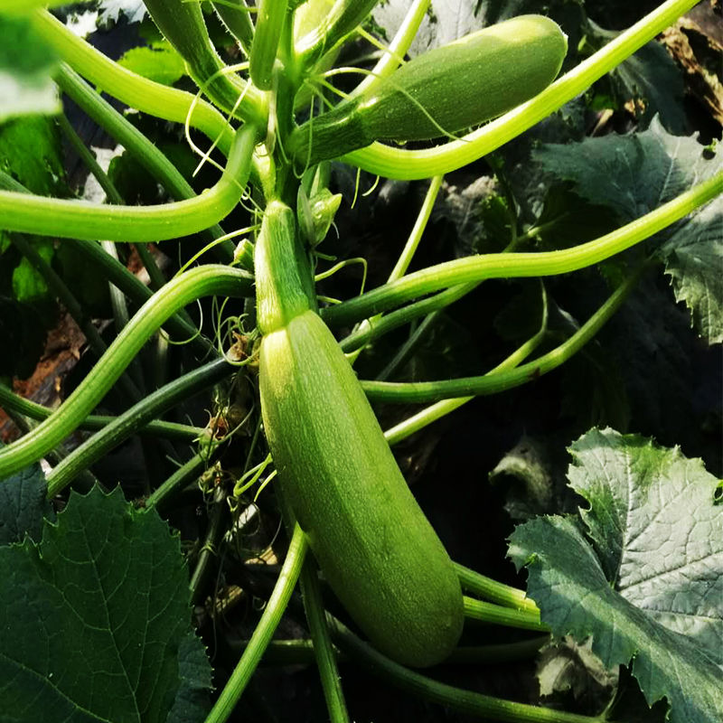 现摘现发西葫芦三月瓜茭瓜蔬菜当季整箱绿色蔬菜 5斤净重精品装【图片