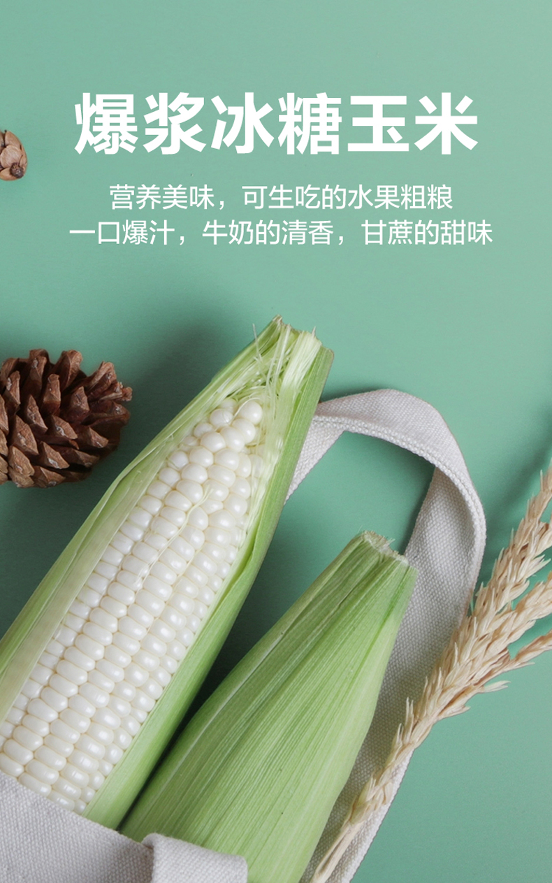 福建白玉米漳州牛奶爆浆冰糖玉米新鲜水果玉米生吃即食蔬菜真空包装