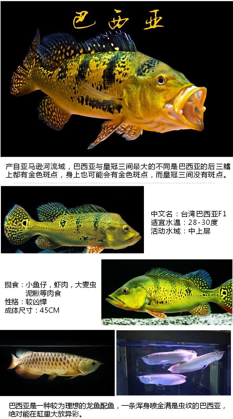 秋颖黄金巴西亚鱼皇冠三间金老虎鱼活体蓝帆五间三间鱼苗申古三间黄金