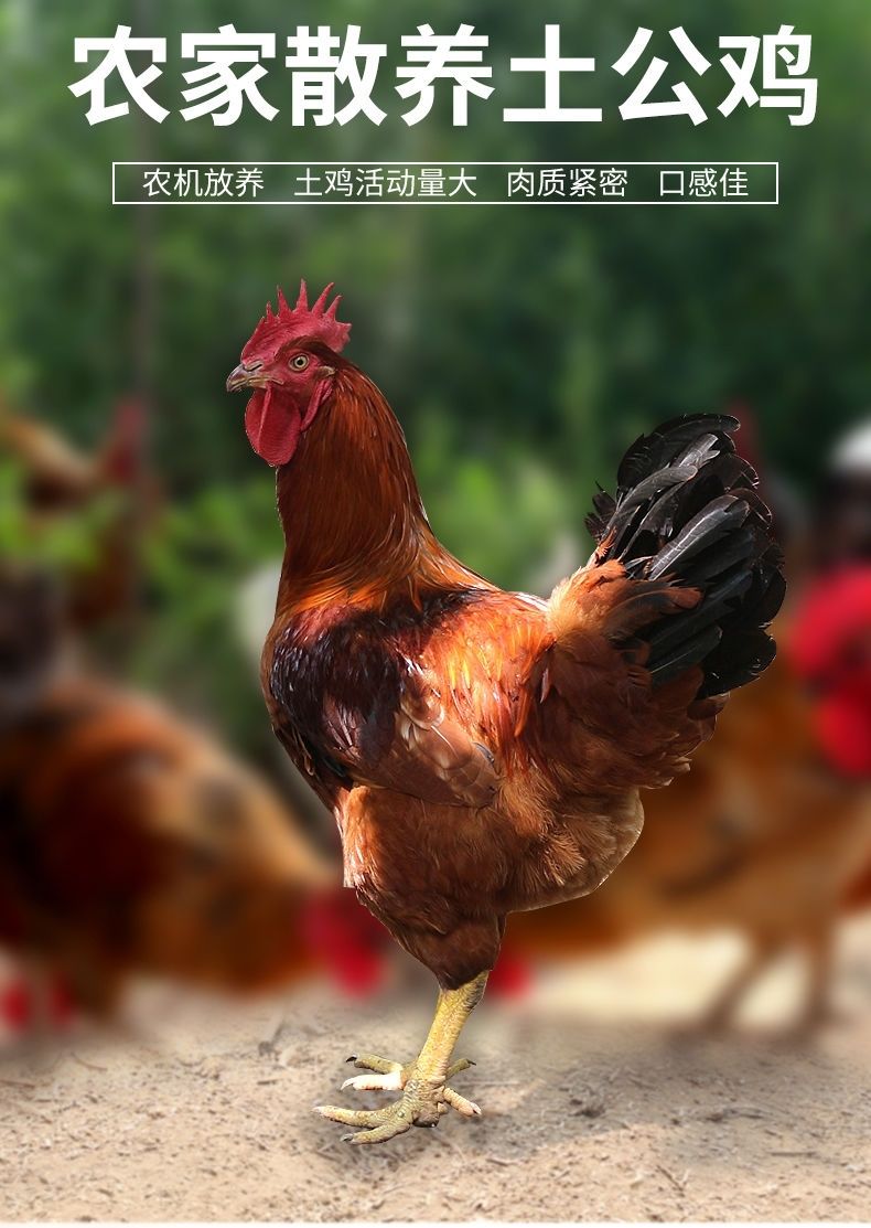 土鸡农家散养大公鸡鸡肉新鲜老公鸡笨鸡整只鸡乌蒙蕴色4斤重大公鸡1只