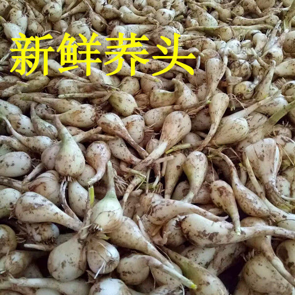 新鲜藠头荞头时令新鲜蔬菜茭头农家自种新鲜现挖叫头大教头2斤带叶嫩