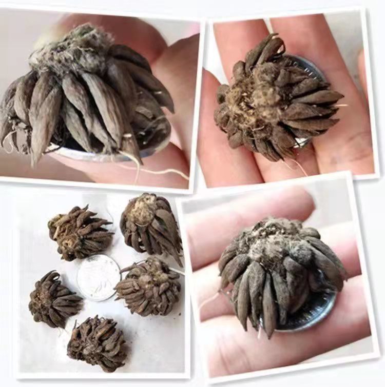 花毛茛种球重瓣芹叶洋牡丹花苗室内室外四季开花易活花卉盆栽种根 a13