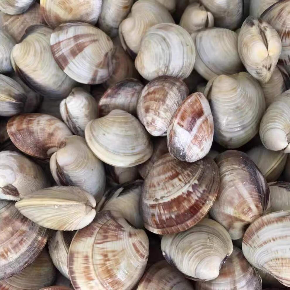 鲜活发货大美贝无沙贝类海鲜码头花甲文蛤美贝又叫西施舌昌盛隆五斤