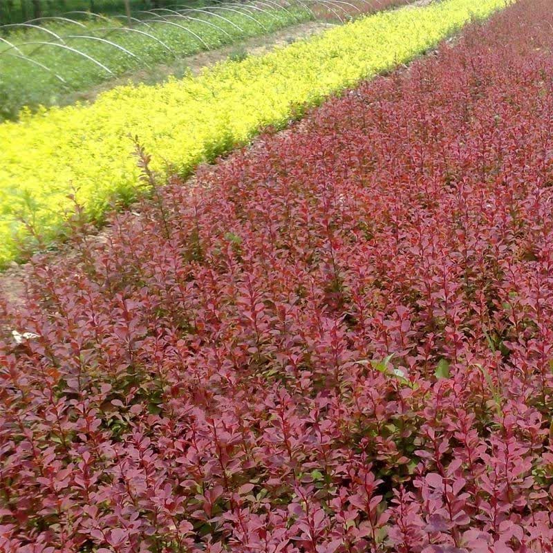 绿篱花色块花镜彩色苗红叶小檗紫叶小檗红叶紫叶小波小苗虎雀a2030