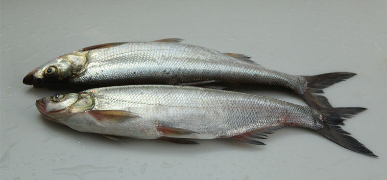 苏州三白特产白鱼活鱼现杀开背白丝鱼清蒸白鱼翘嘴大白刁350400克左右