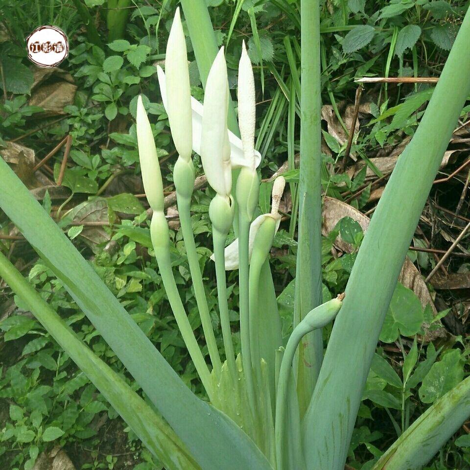 江影清广西白芋苗专芋苗梗新鲜白芋荷苗贵州广菜苗现挖 10颗小苗