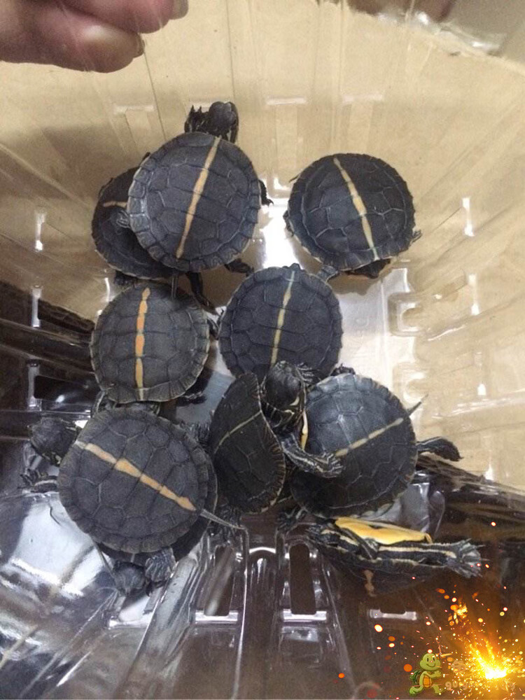 南锦龟苗活体锦龟苗乌龟宠物西锦东锦南锦龟火焰甜甜圈深水冷水龟采缇